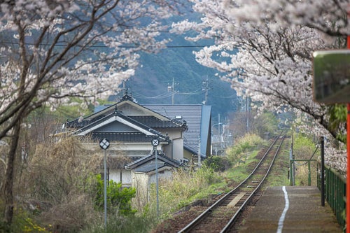 桜の時期の因美線の線路と三浦駅のホームの写真